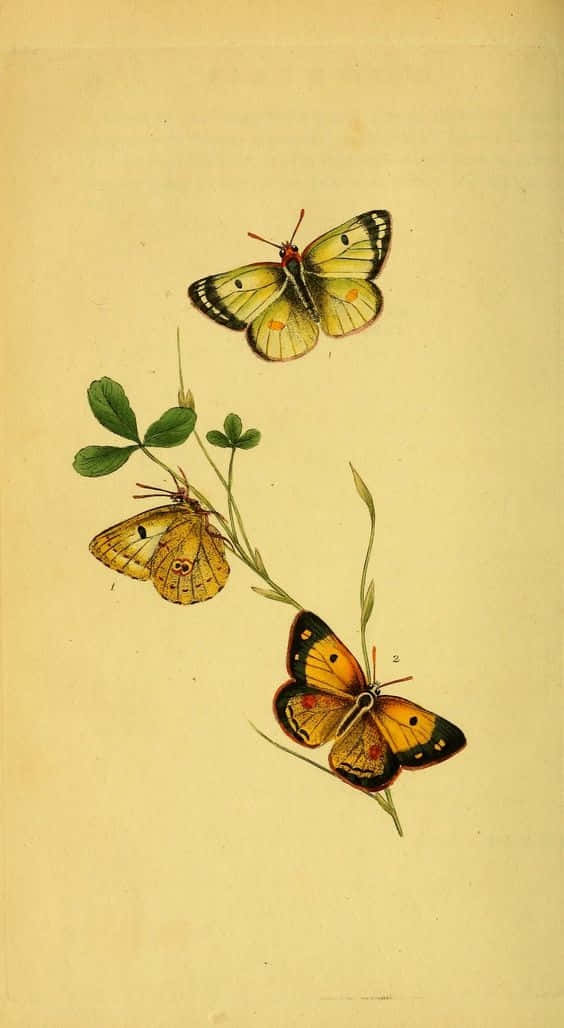 Colorful Flutter Through Nature