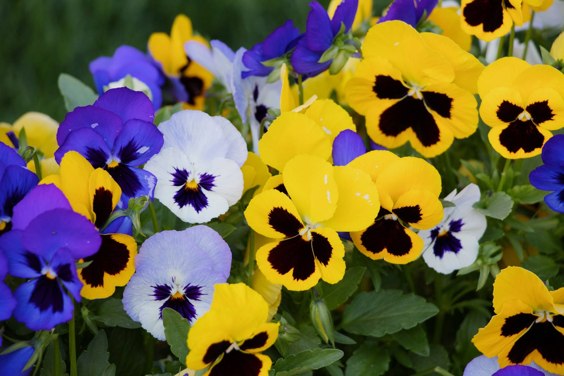 Colorful Fresh Pansy Garden