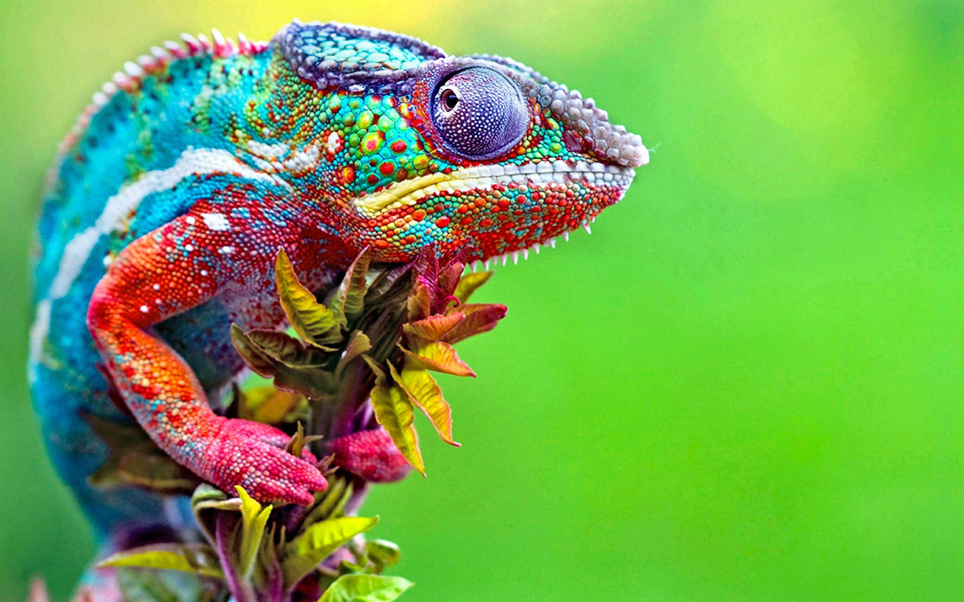 Colorful Gecko In Green