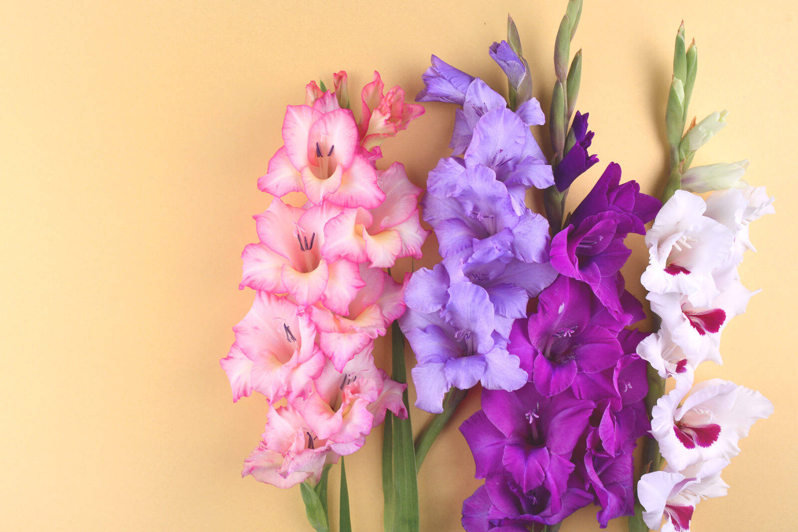 Colorful Gladiolus Flowers Background