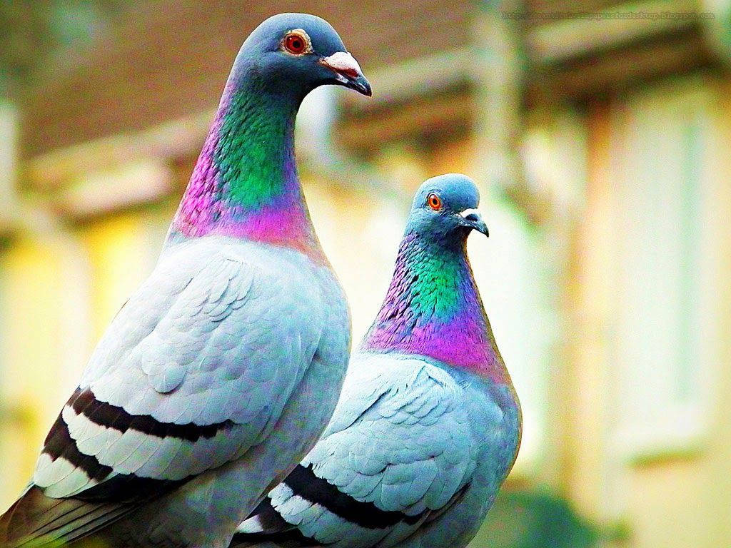 Colorful Homing Pigeon Birds Macro Shot Background