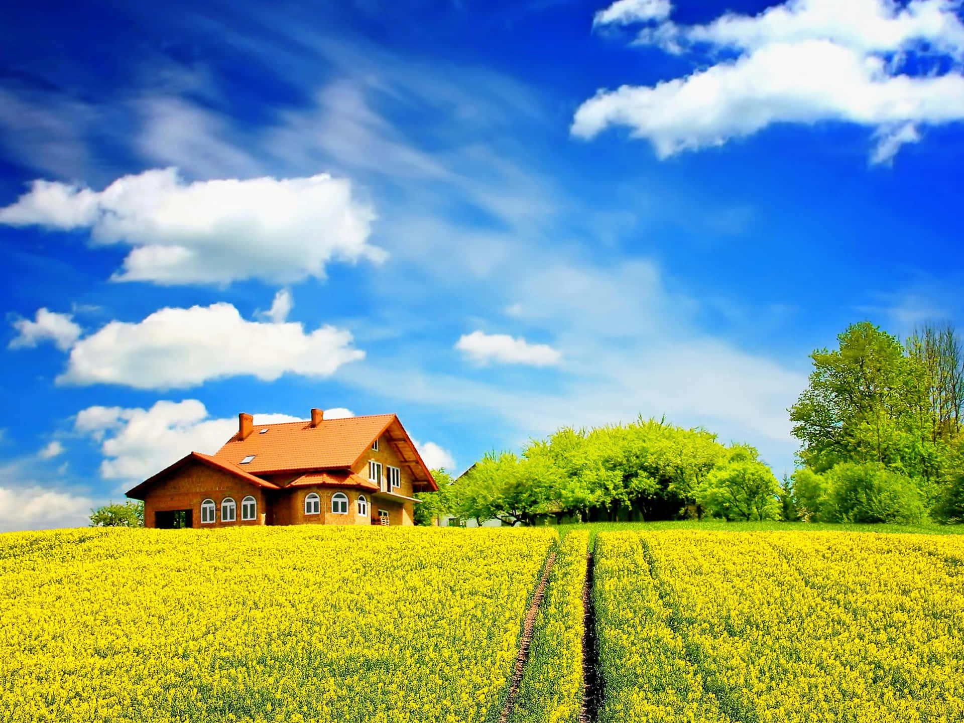 Colorful House Field Sunny Day Background
