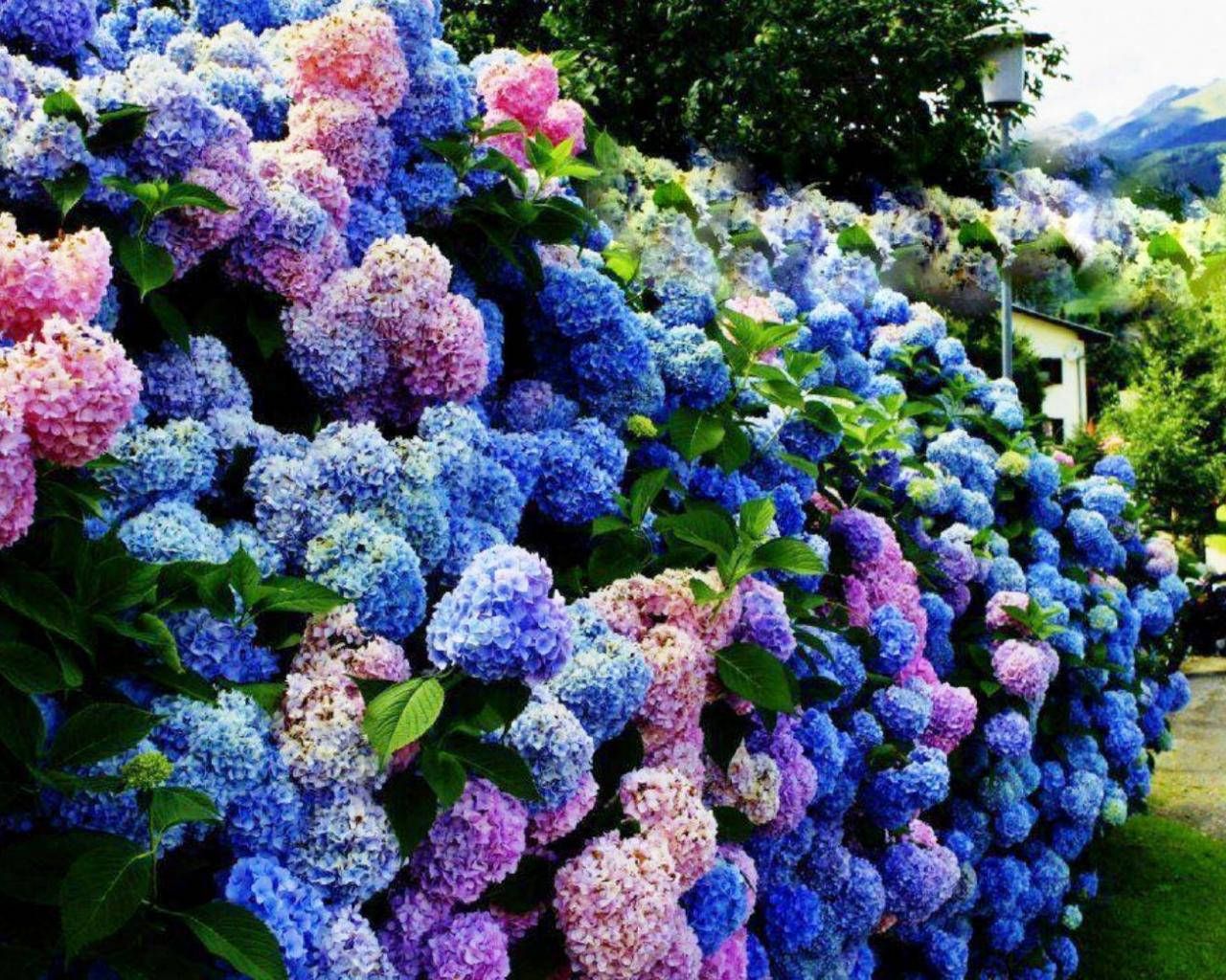 Colorful Hydrangea Bush Background