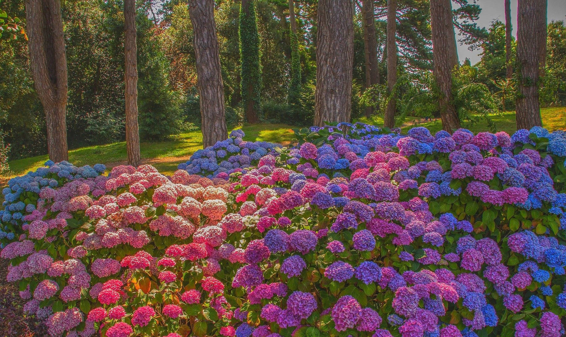 Colorful Hydrangea Flowers In Forest