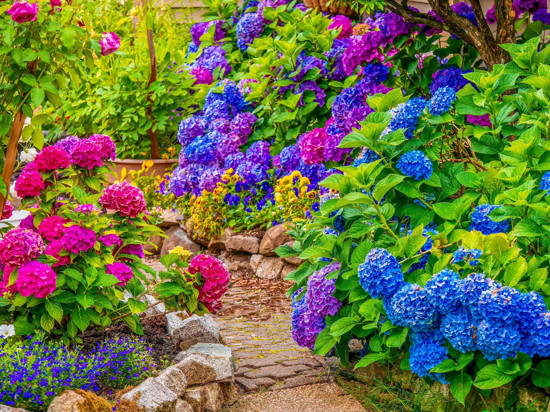 Colorful Hydrangea Garden Background