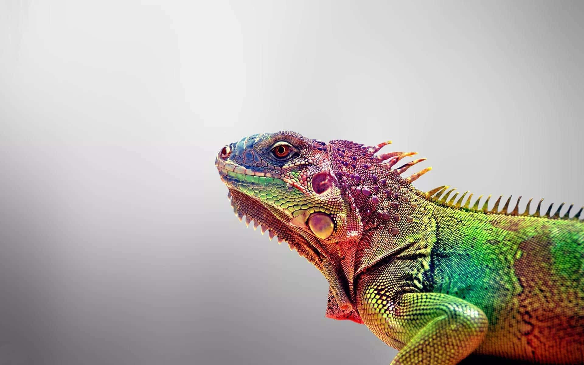 Colorful Iguana Portrait Background