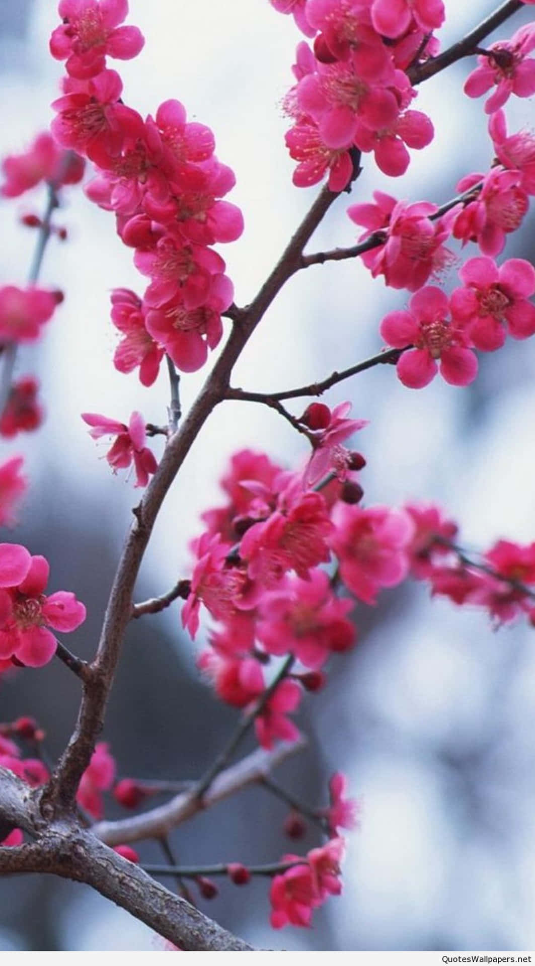 Colorful Iphone Flowers Against Blue Background Background