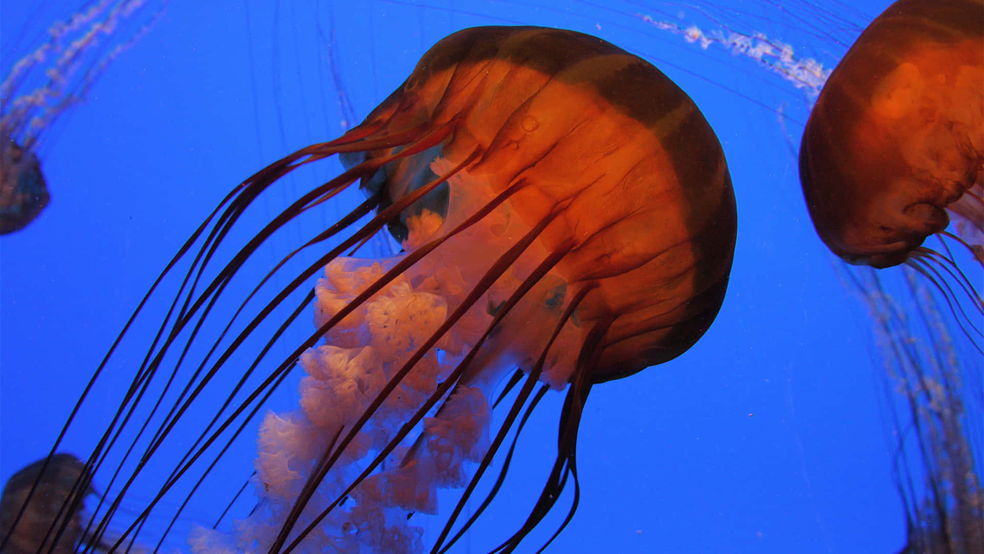 Colorful Jellyfish That Glimmer In The Dark Ocean Depths. Background