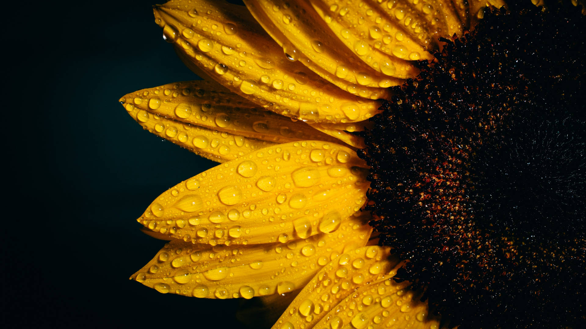 Colorful Joy - A Field Of Sunflowers And Roses