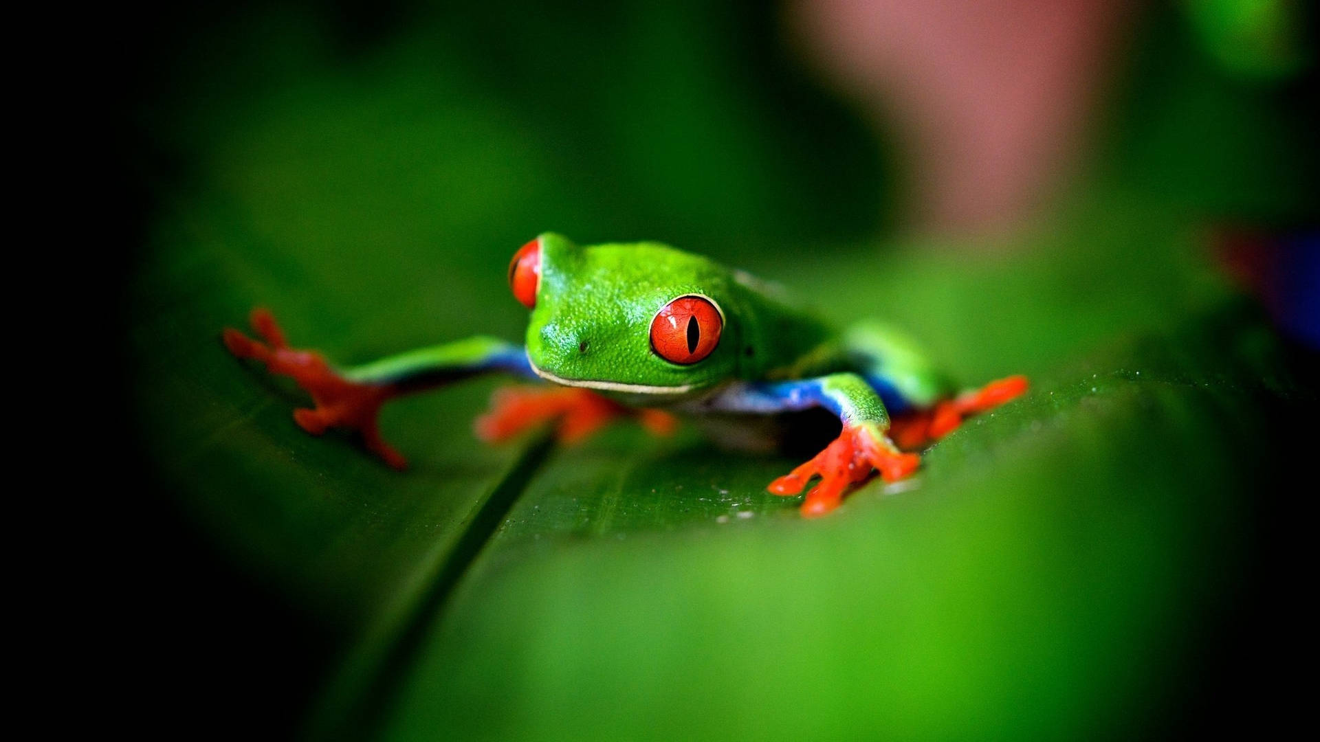 Colorful Kawaii Frog Background