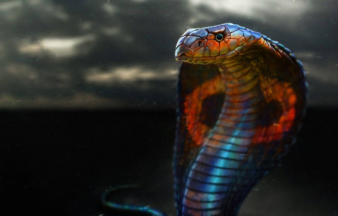 Colorful King Cobra Background