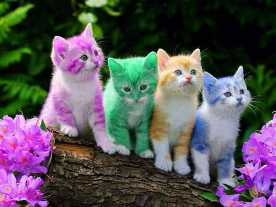 Colorful Kittens On Log Background