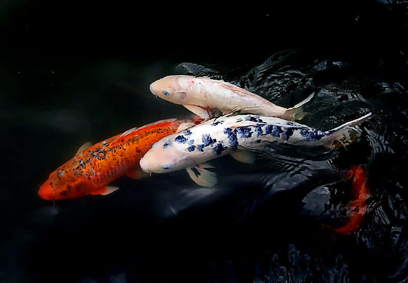 Colorful Koi Fish Swimming In A Pond Background