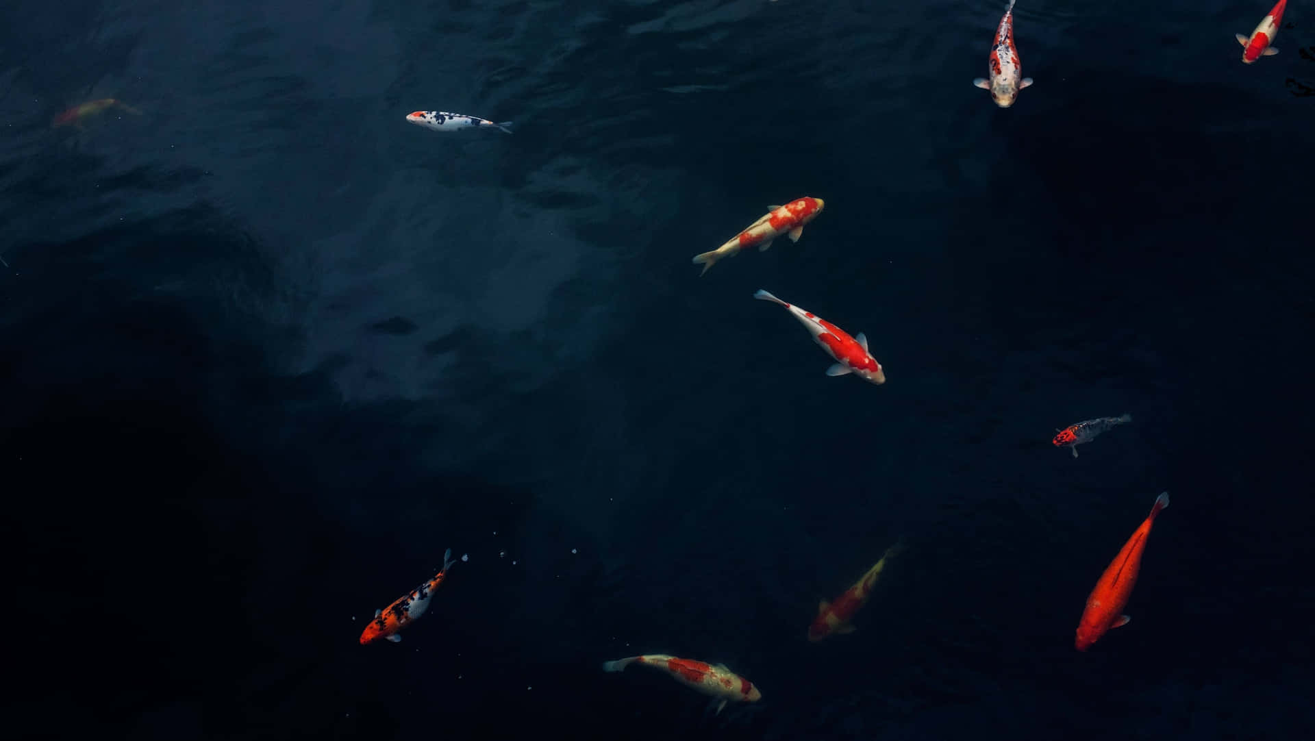 Colorful Koi Fish Swimming In A Serene And Beautiful Aquarium Background