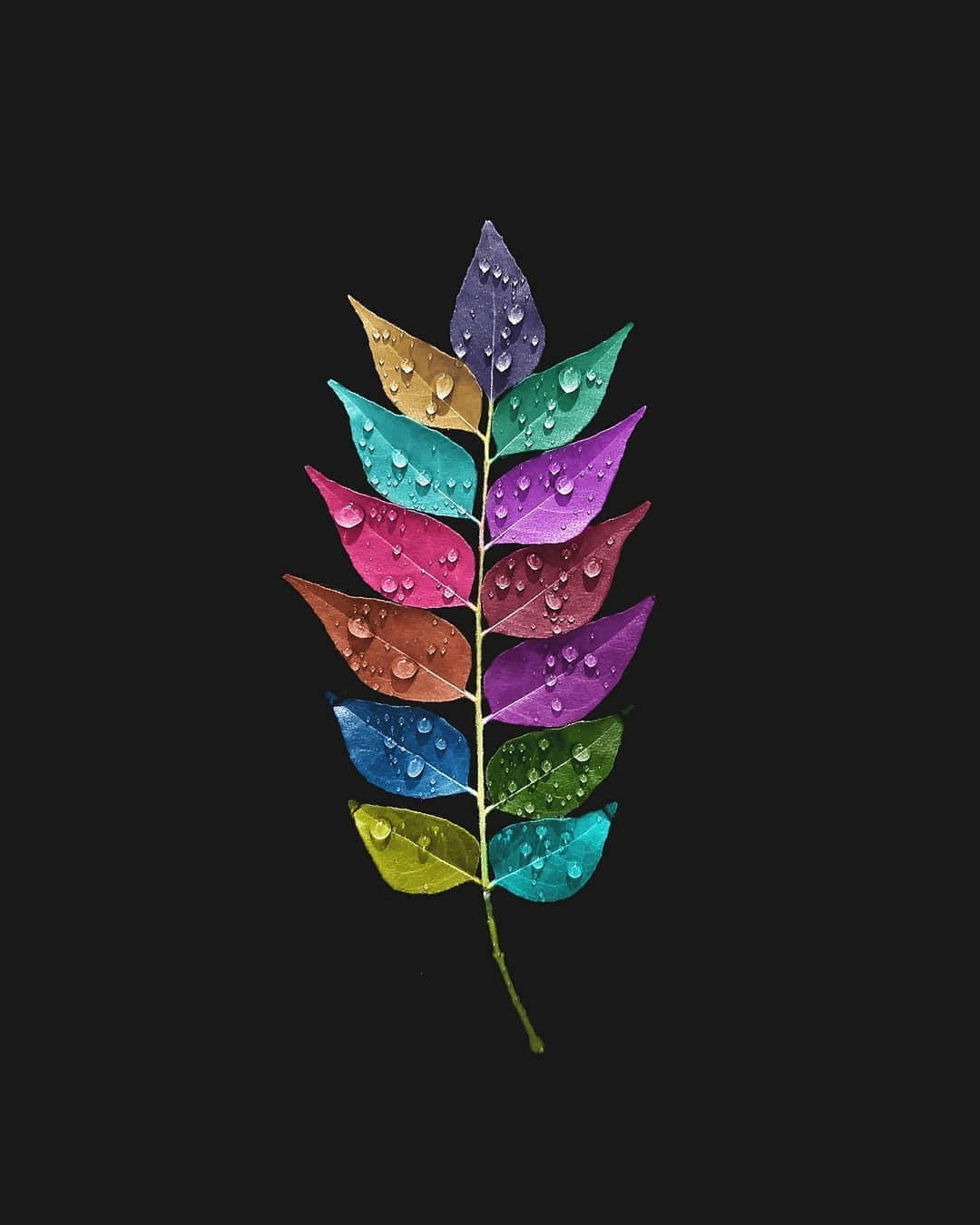 Colorful Leaf Iphone X Nature Background