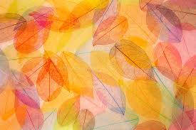 Colorful Leaves Photo Background Background