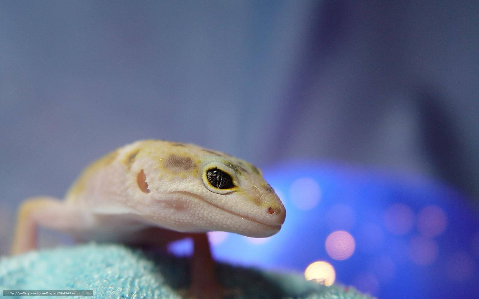 Colorful Leopard Gecko Perched Atop A Rock Background