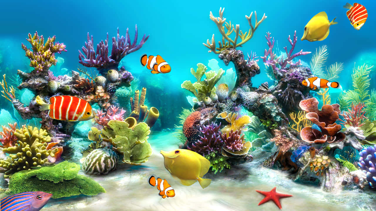 Colorful Live Fish Swimming In A Tropical Aquarium Background