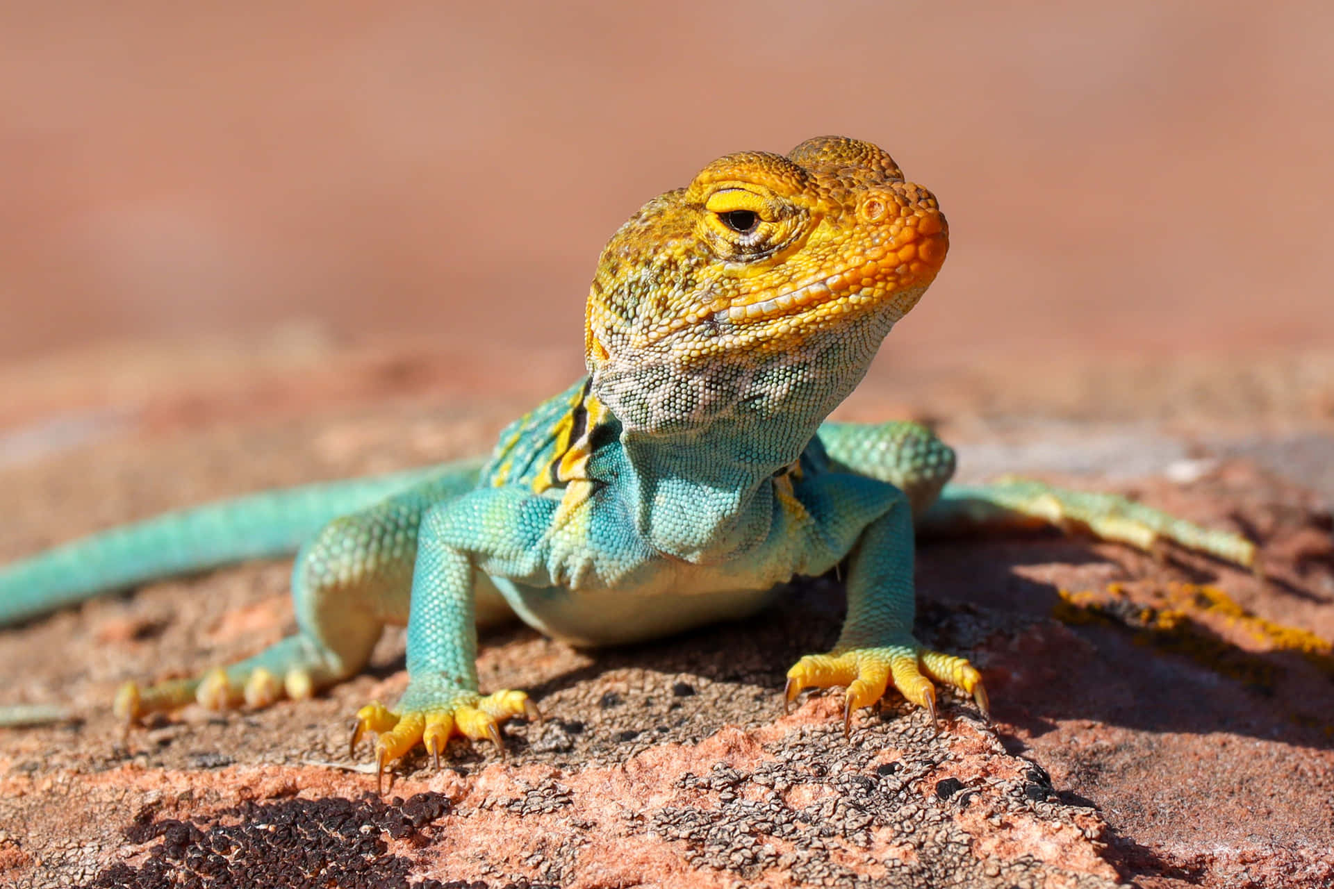 Colorful Lizard Baskingon Rock.jpg