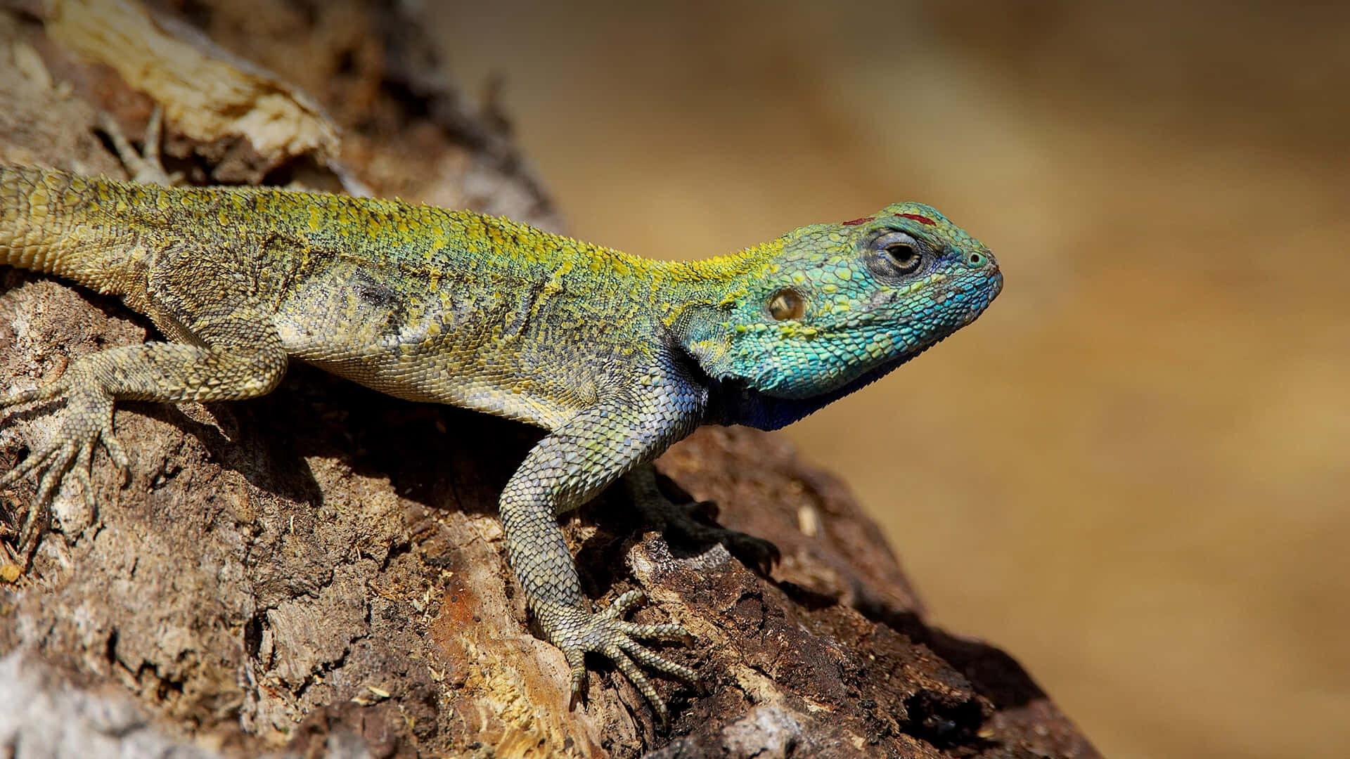 Colorful Lizard Baskingon Tree Bark