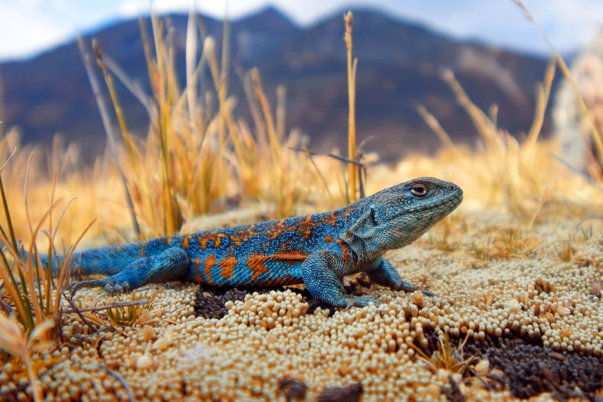 Colorful Lizardin Natural Habitat.jpg Background