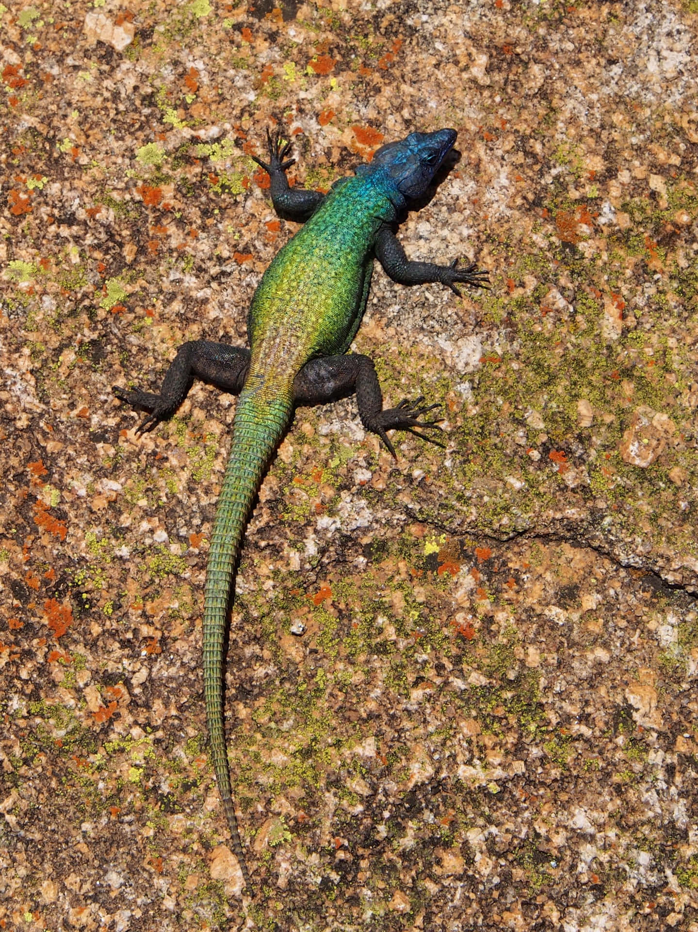 Colorful Lizardon Rocky Surface.jpg