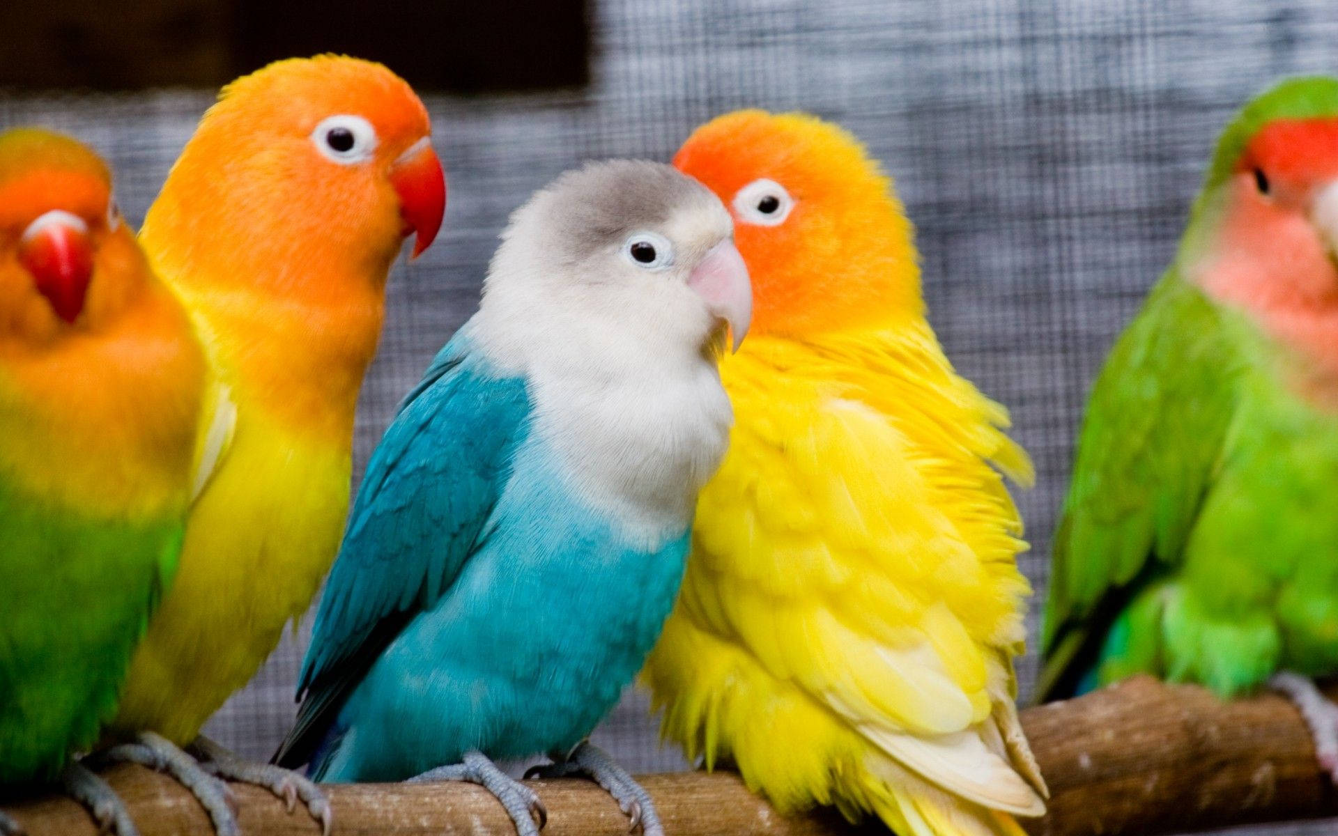 Colorful Love Birds Background