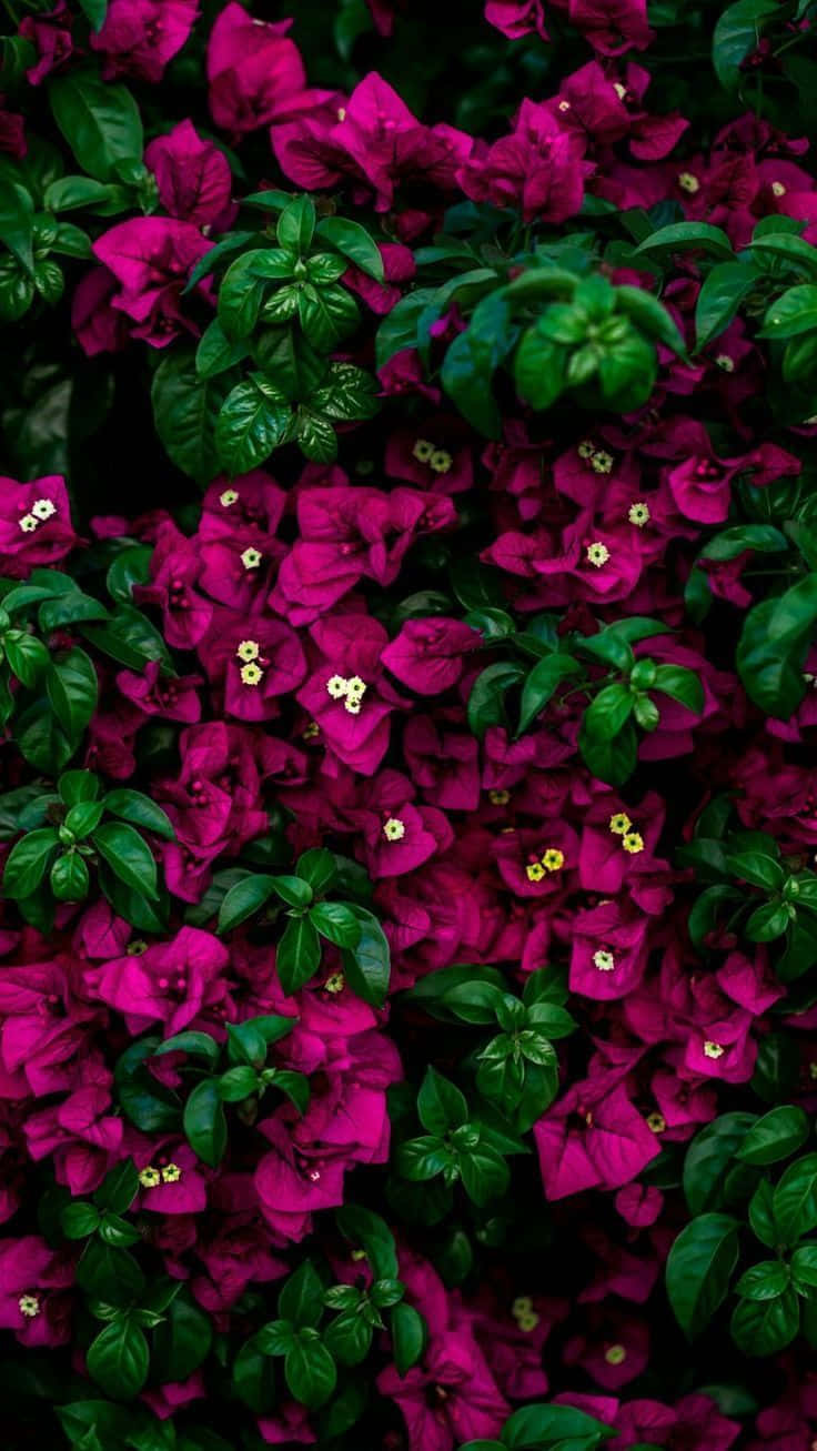 Colorful Magenta Flowers Iphone Background