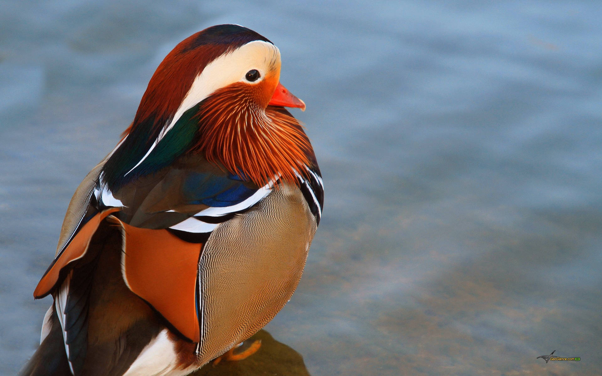 Colorful Mandarin Duck Background