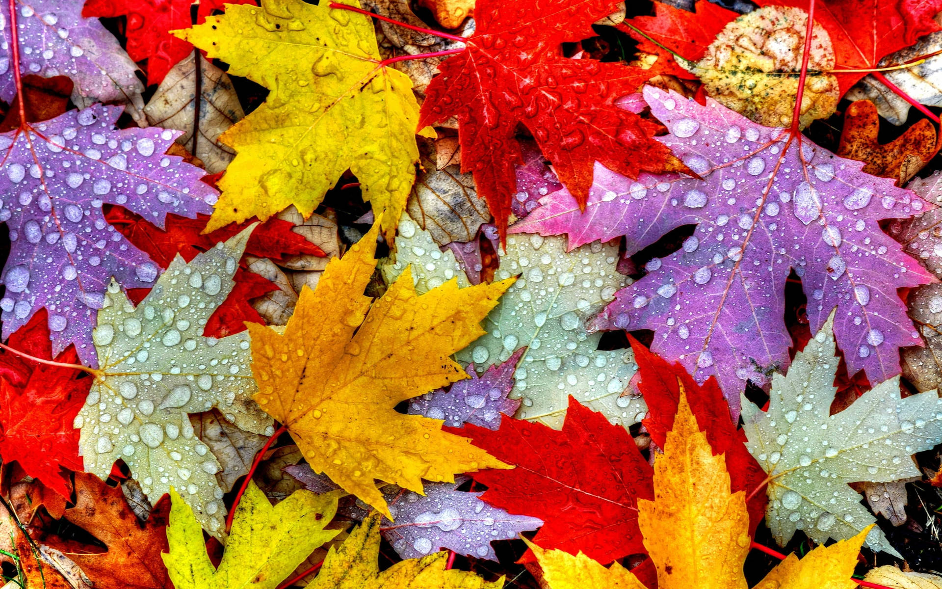 Colorful Maples Leaves Background