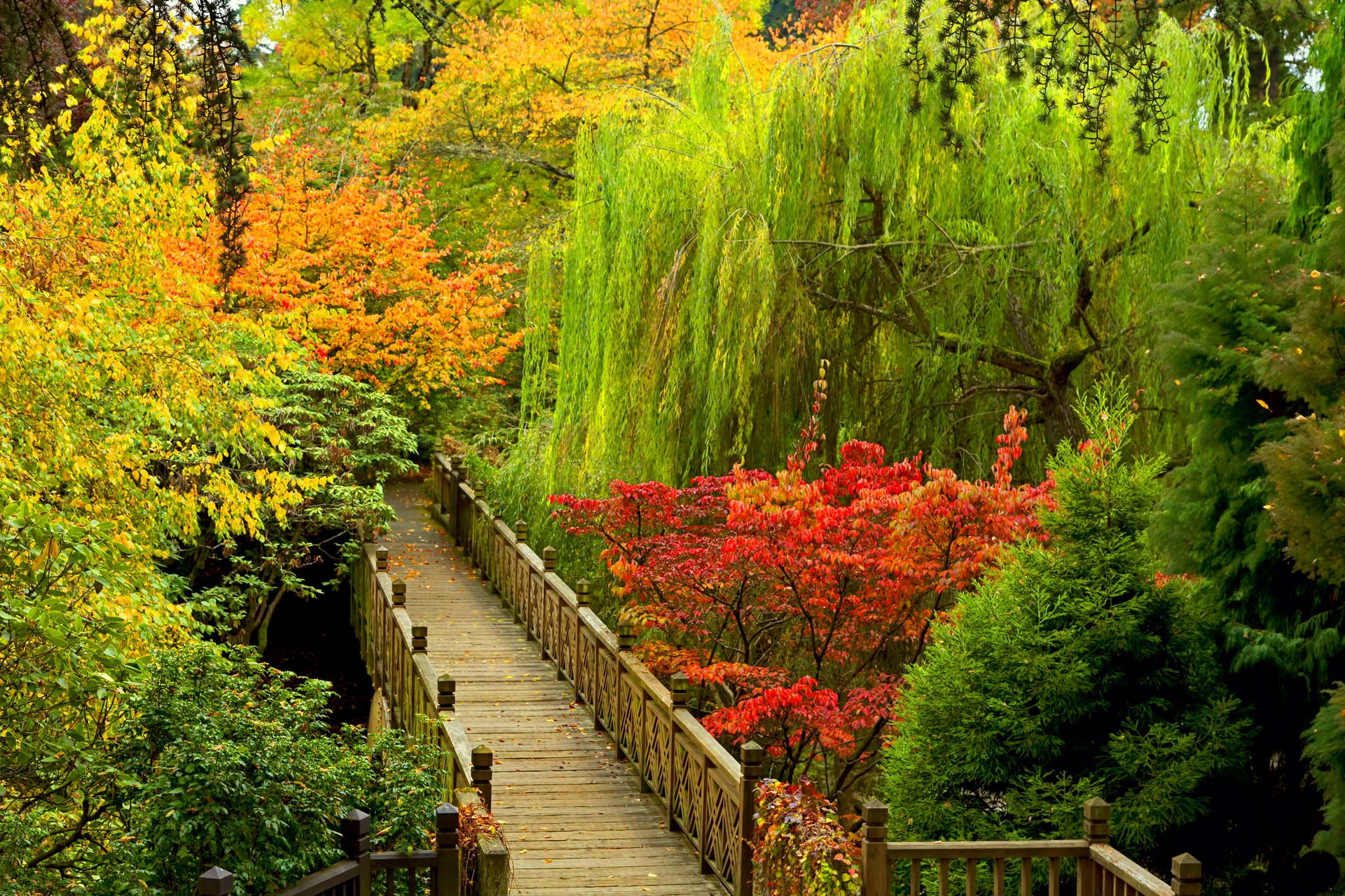 Colorful Nature Park Bridge