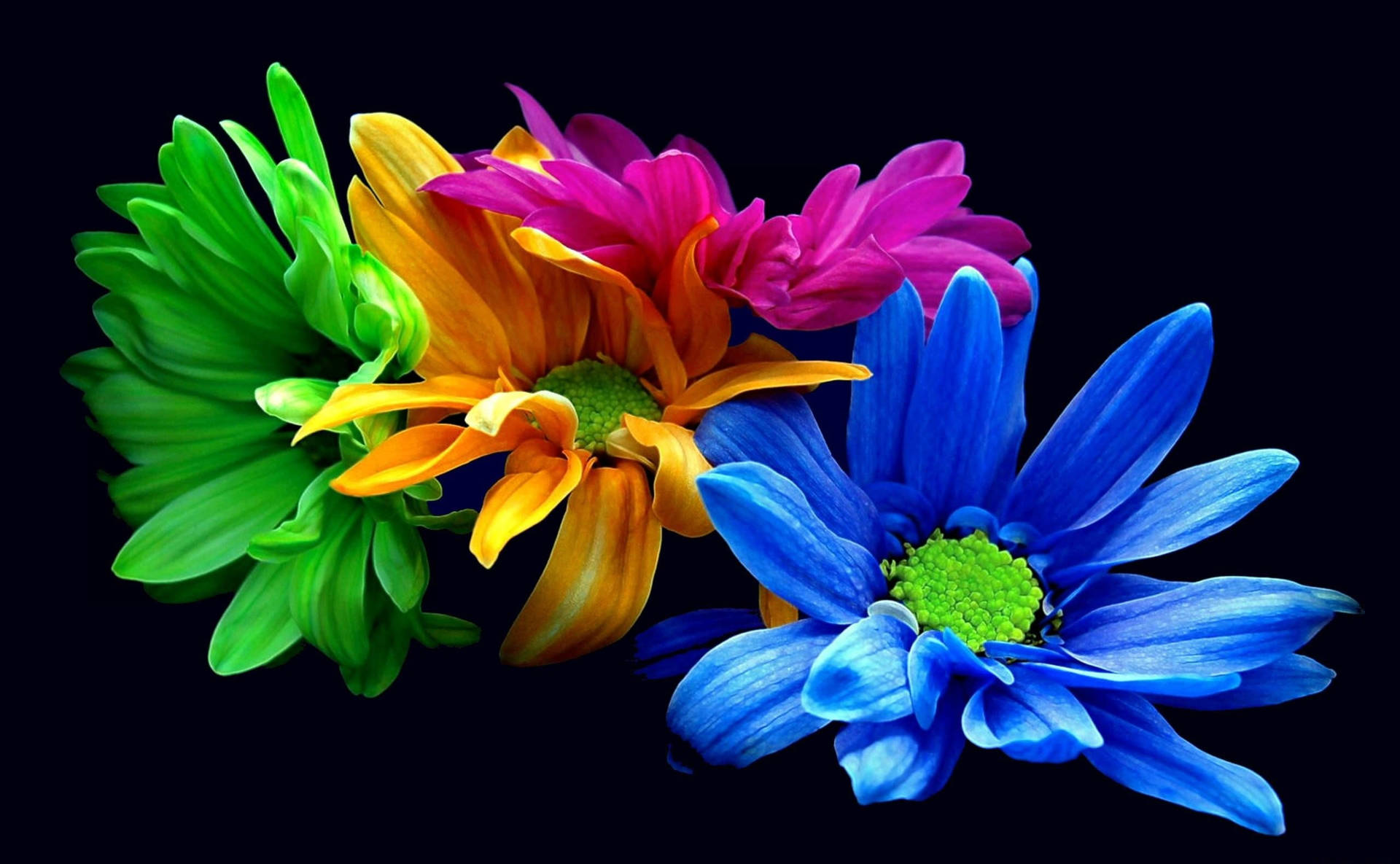 Colorful Neon Chrysanthemums Background