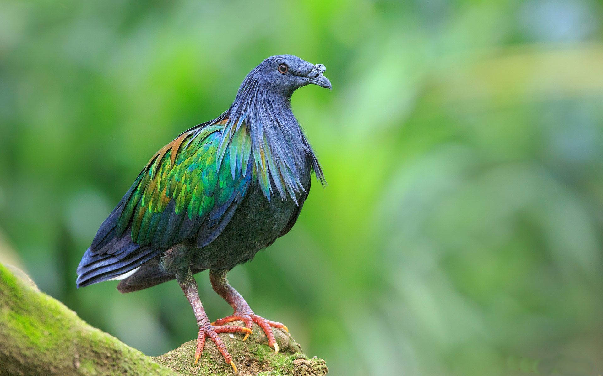 Colorful Nicobar Pigeon Bird On Tree Background