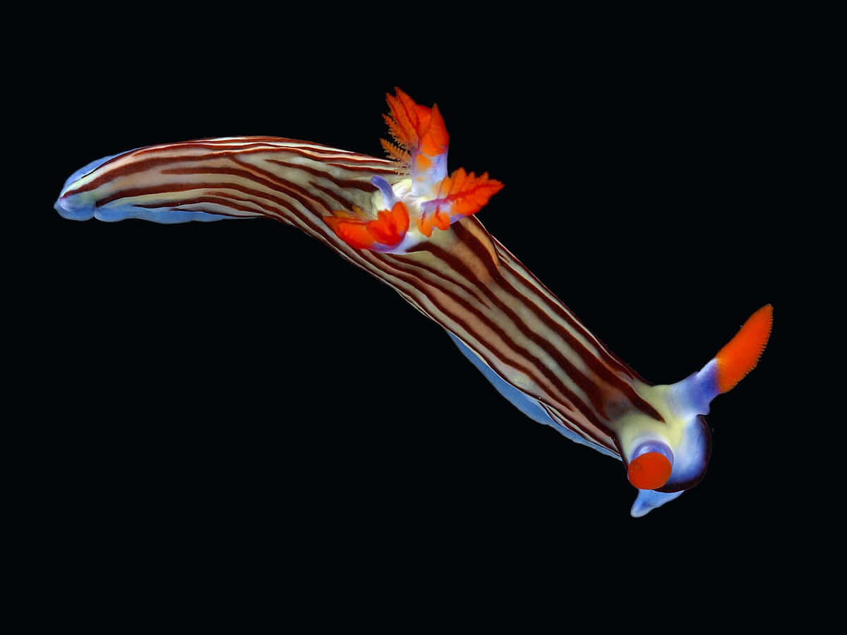 Colorful_ Nudibranch_ Against_ Black_ Background Background