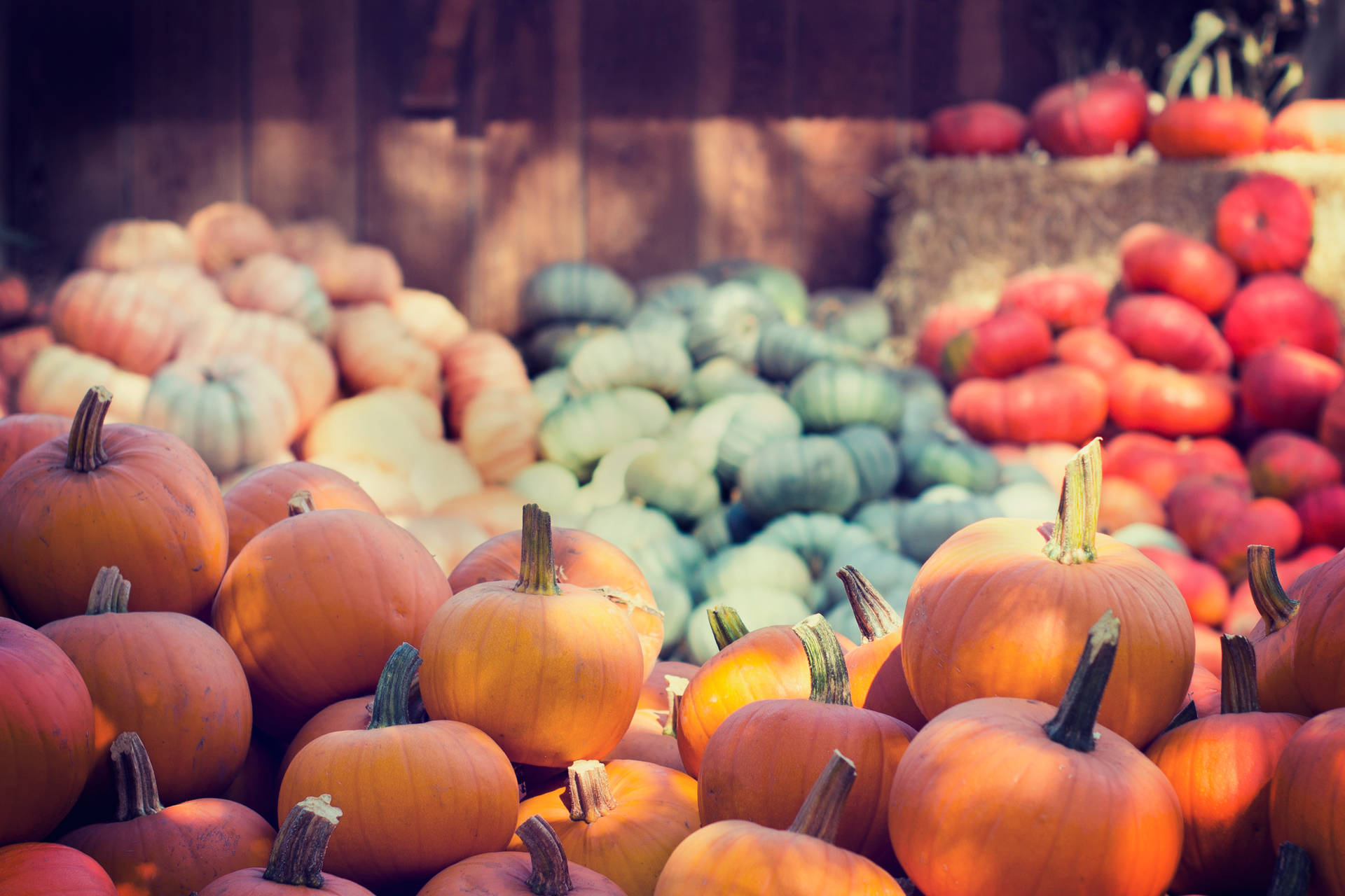 Colorful October Harvest Pumpkins Background
