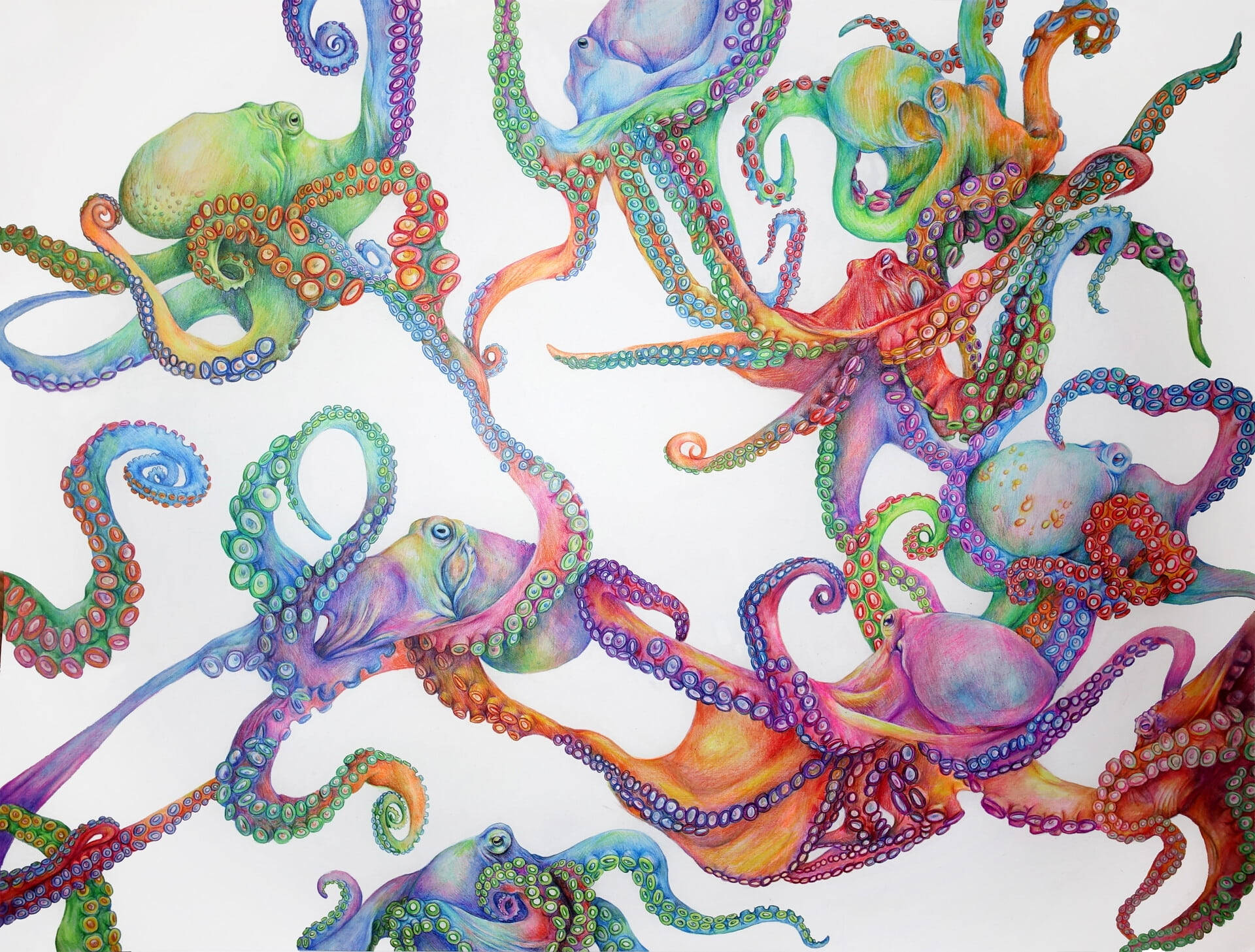 Colorful Octopuses Art