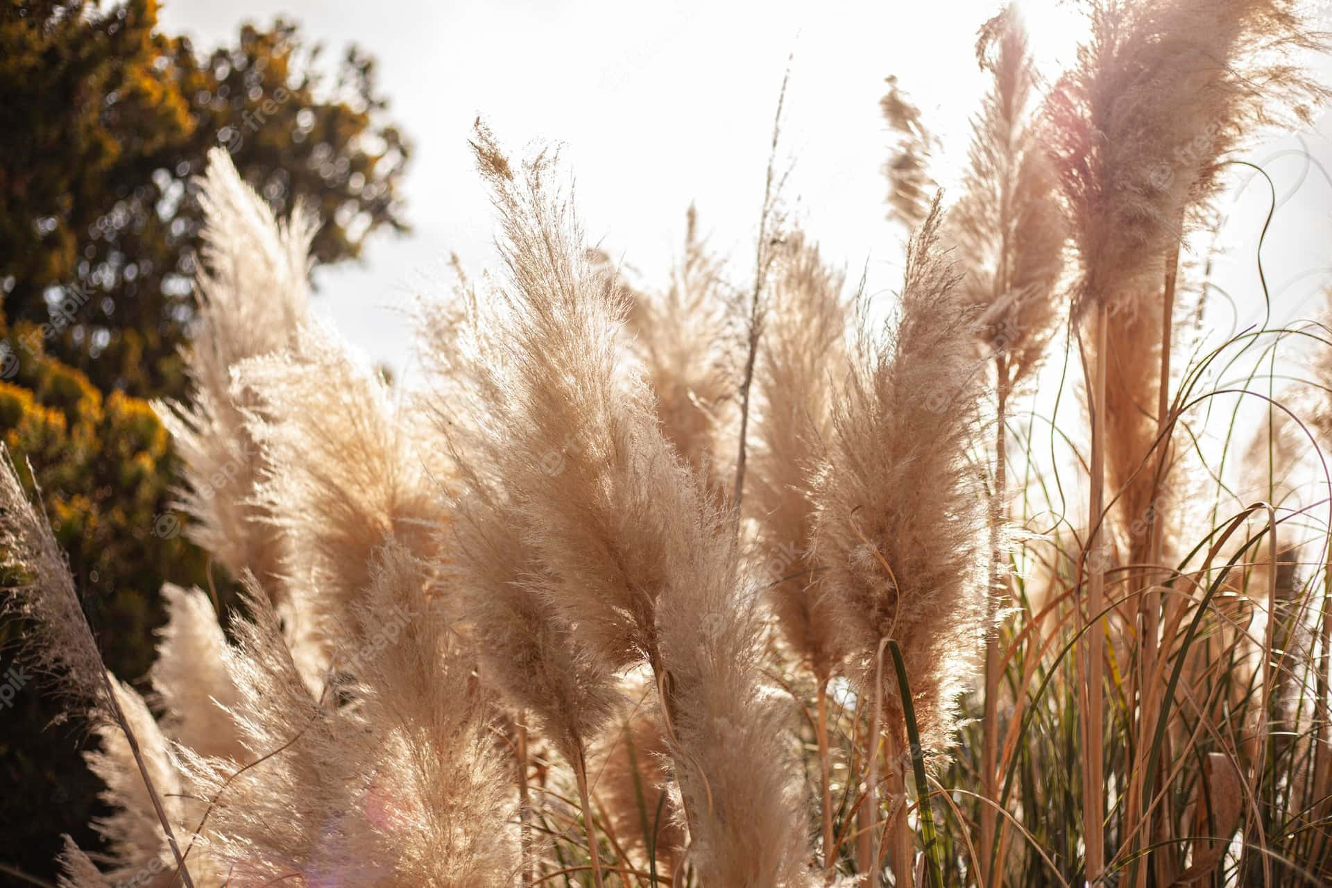 Colorful Pampas Grass Blades Waving In The Breeze Background