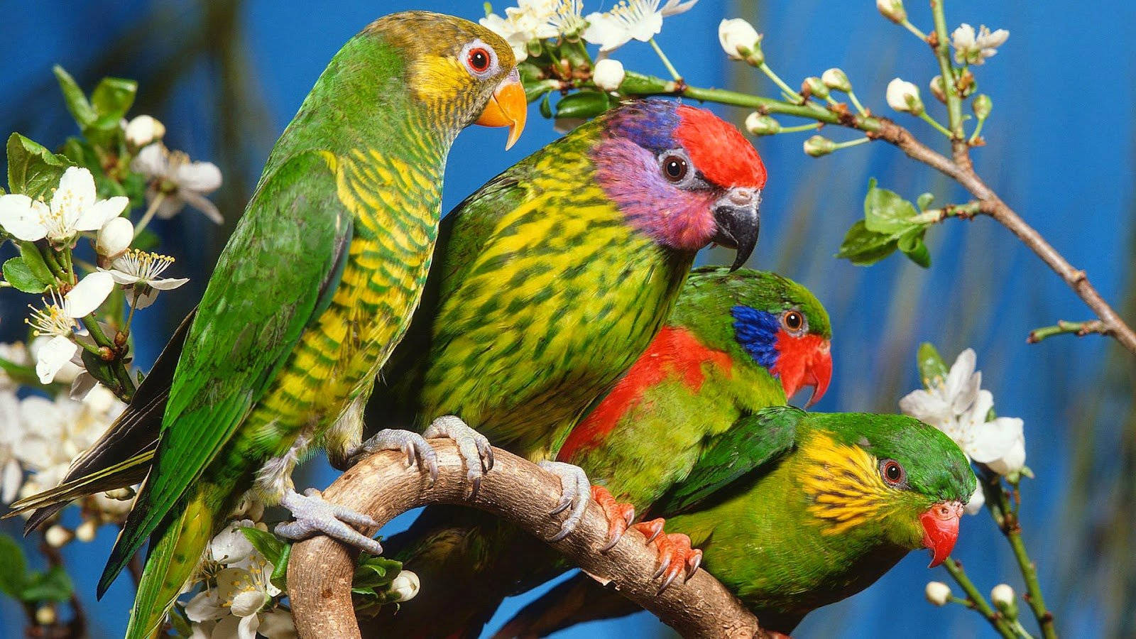 Colorful Parrots Full Hd 1600x900 Background