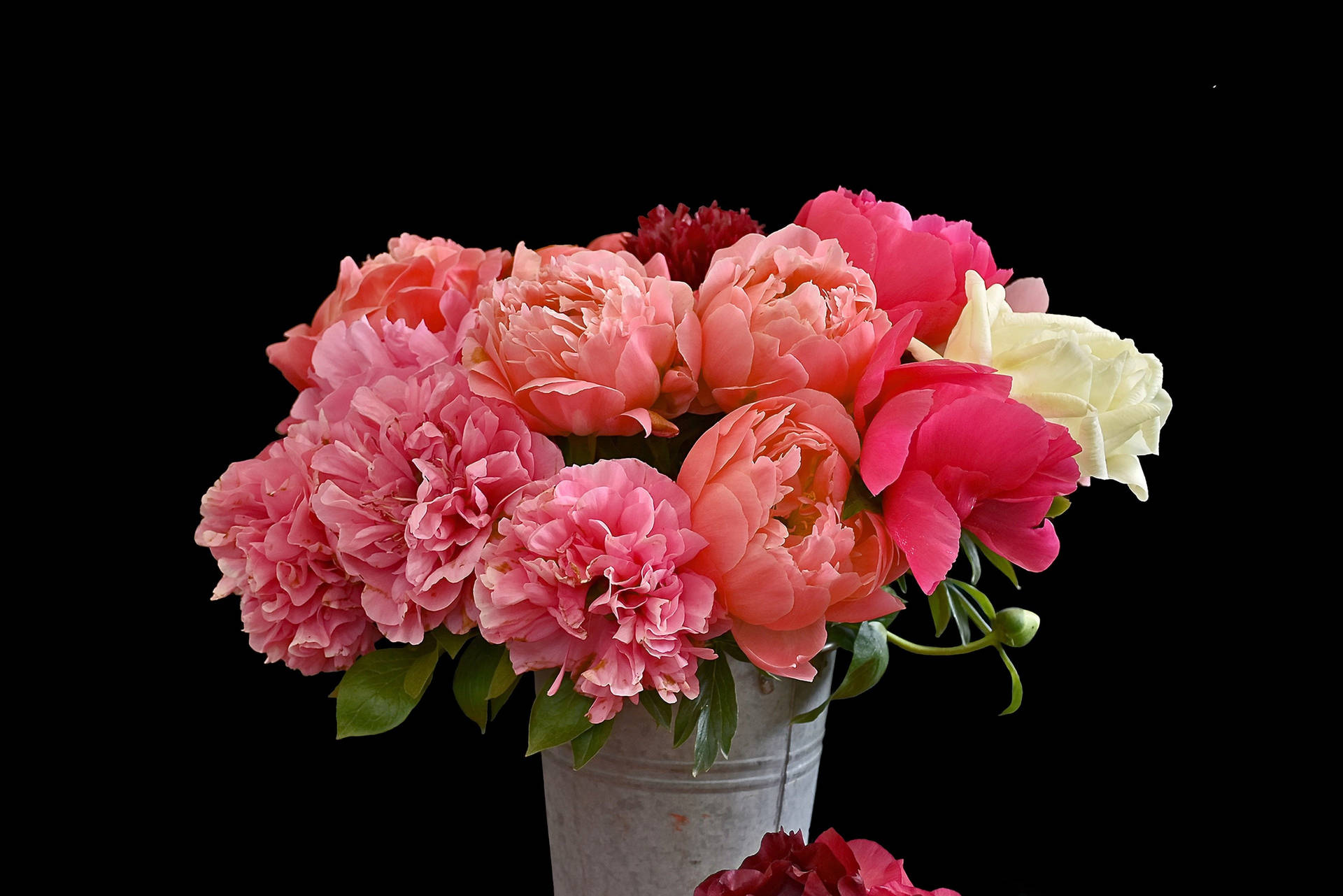 Colorful Peony Flowers In A Bucket