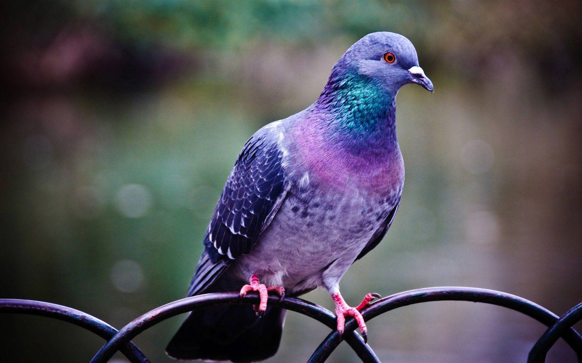 Colorful Pigeon Bird With Red Eyes Background