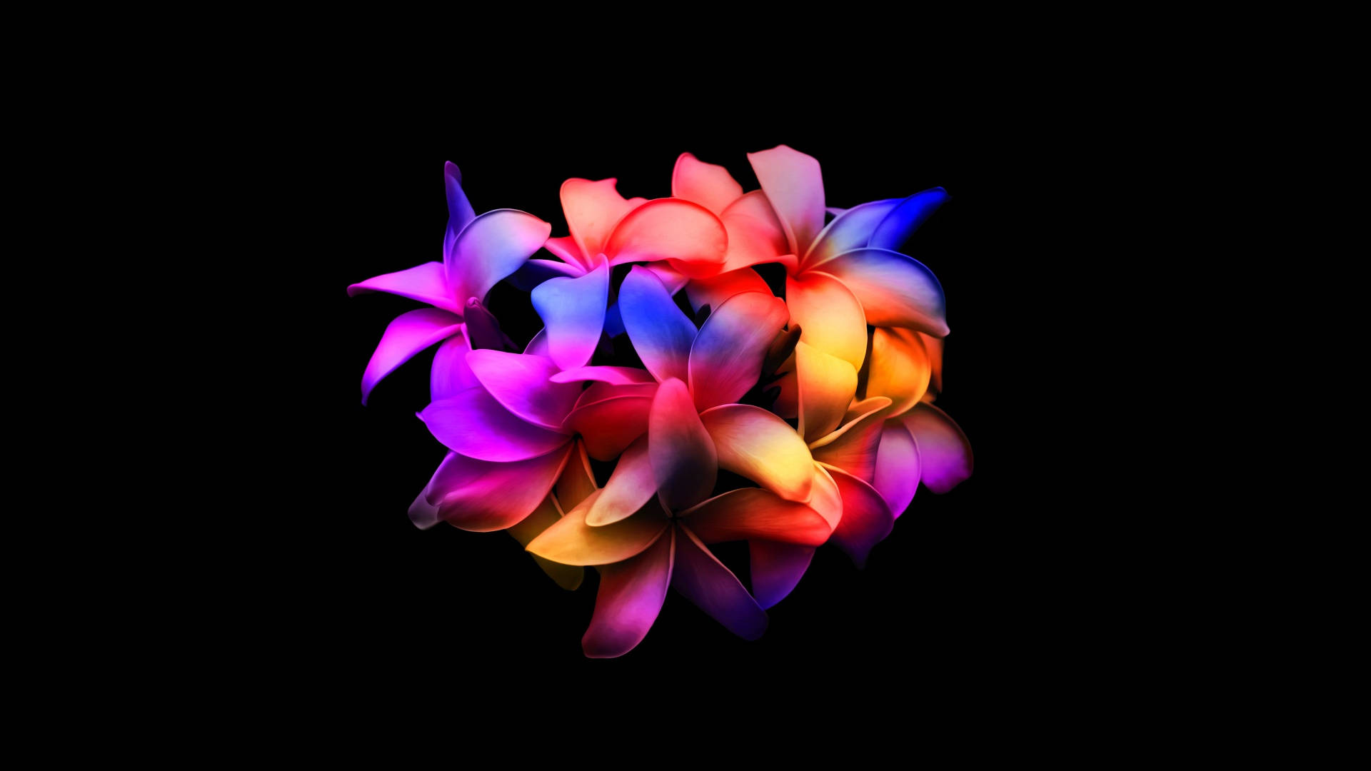 Colorful Plumerias Dark Hd Flowers Background