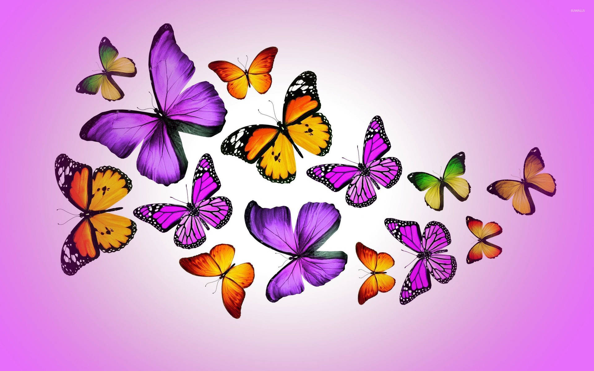 Colorful Purple Butterflies Background