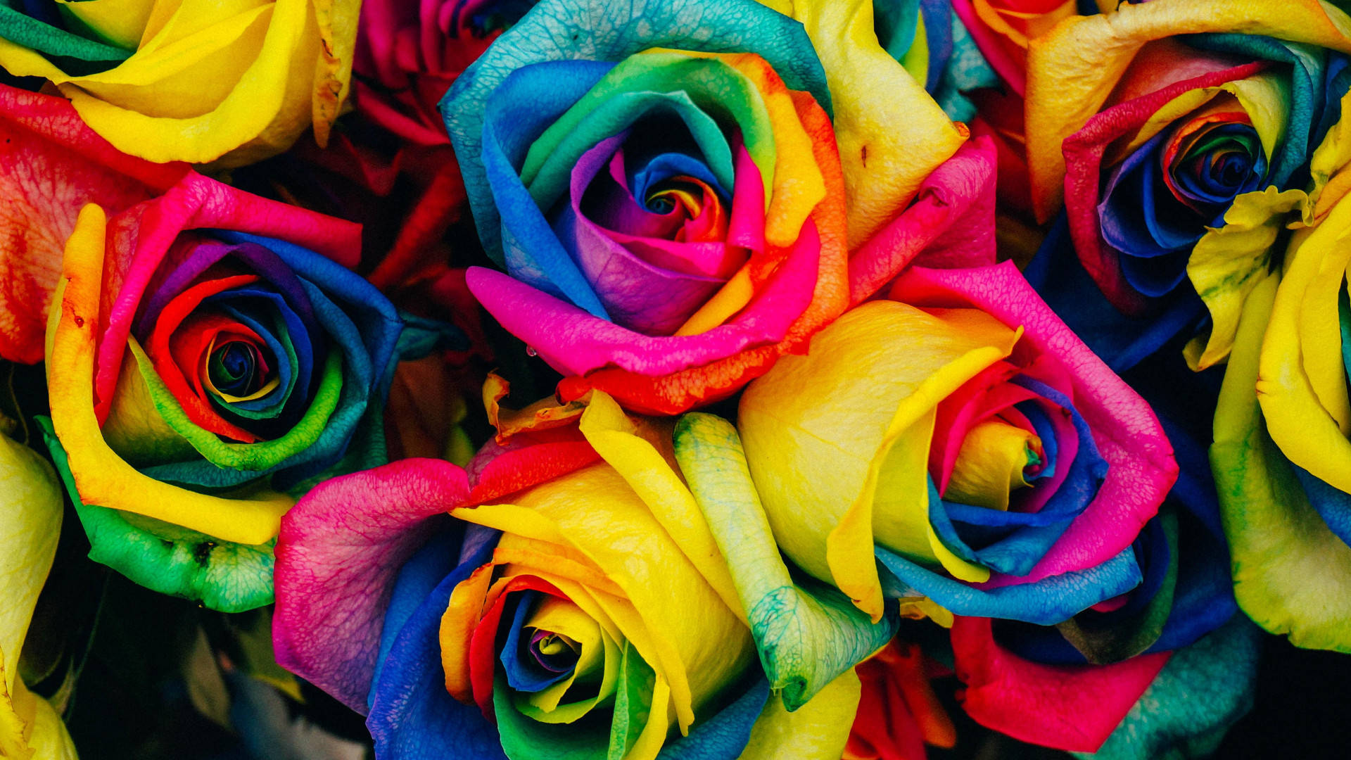 Colorful Rainbow Roses Background