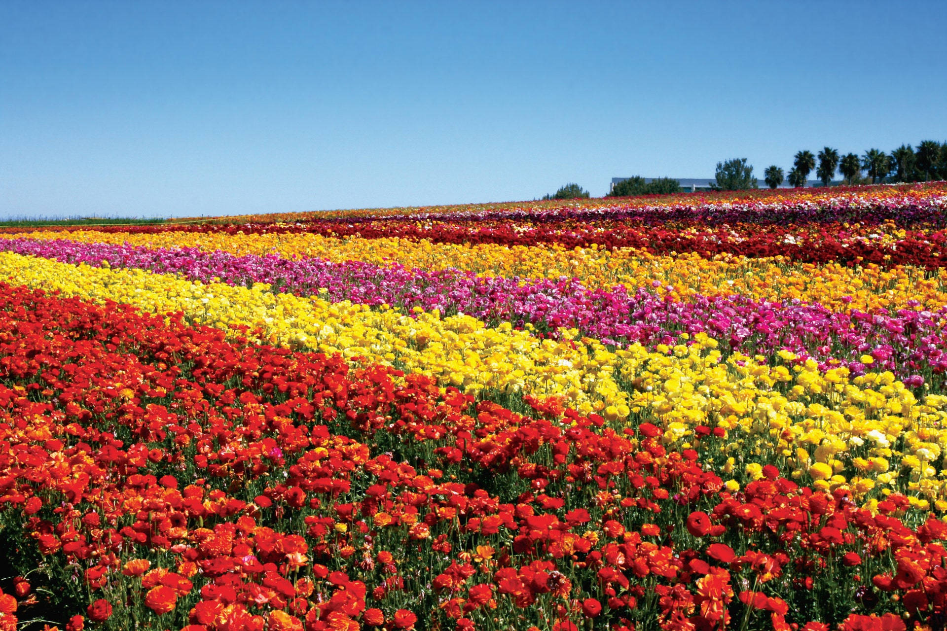 Colorful Ranunculus Flower Field Background