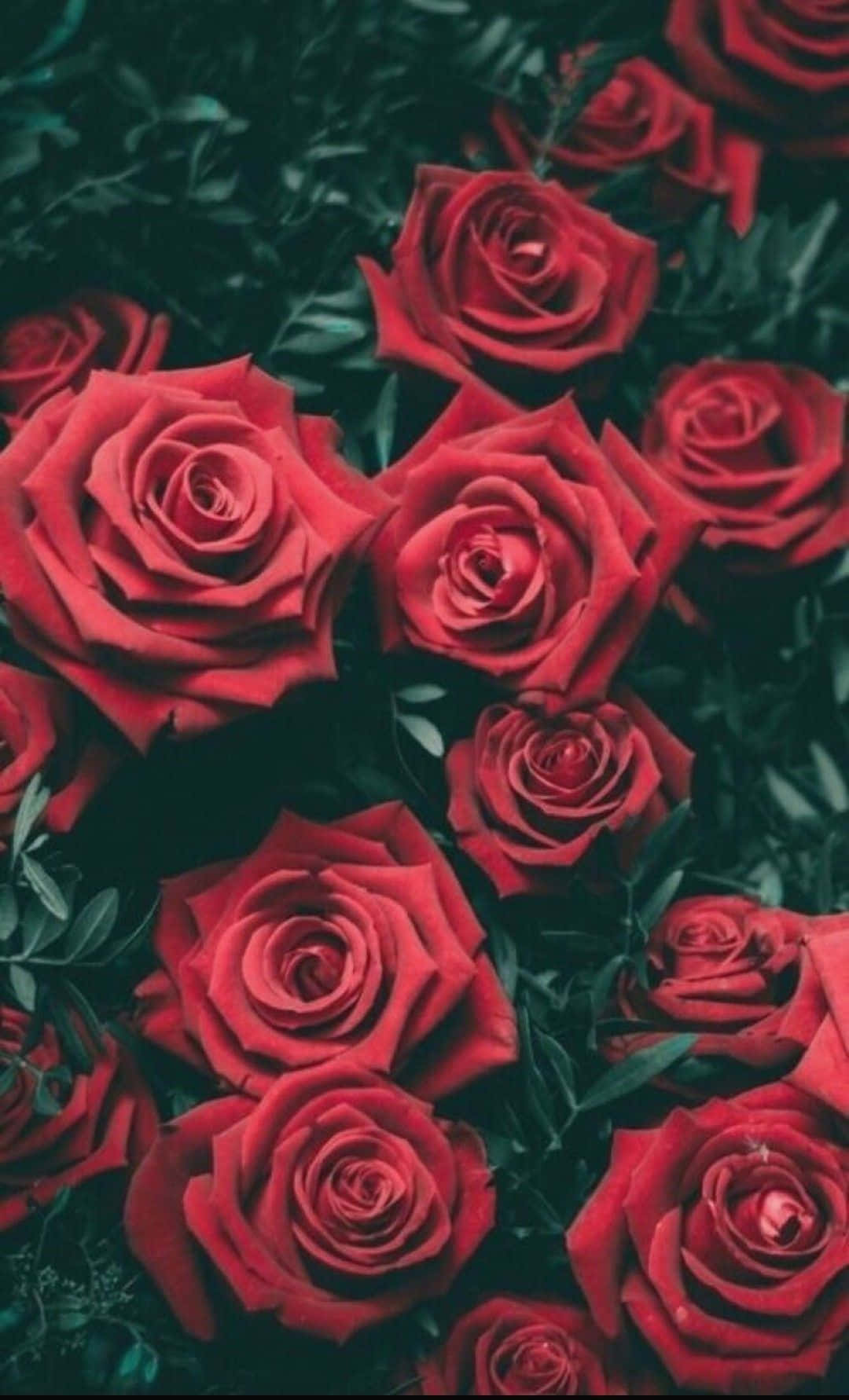 Colorful Roses Bring Beauty And Joy Background