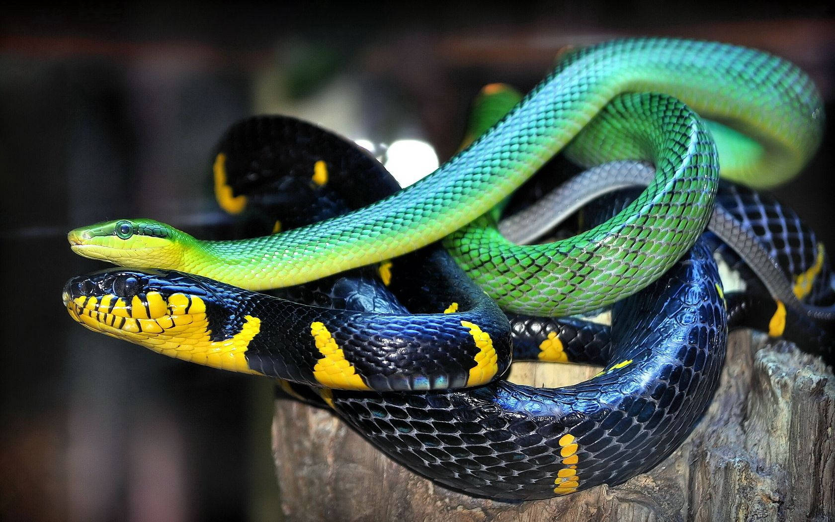 Colorful Scaled Snakes Background