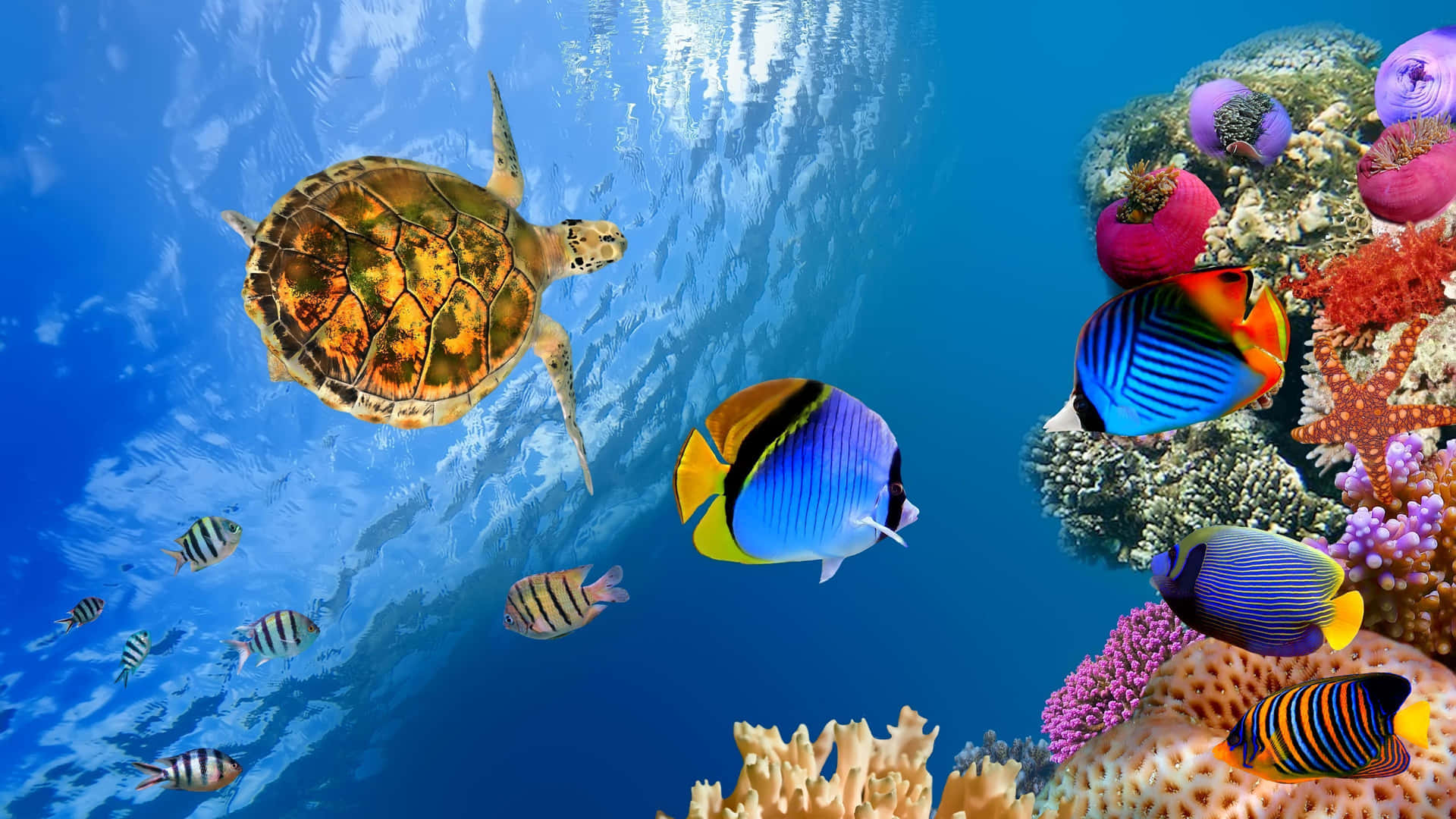 Colorful School Of Fish Swimming Through Coral Reef