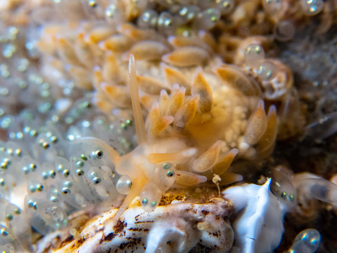 Colorful Sea Slug Closeup Background