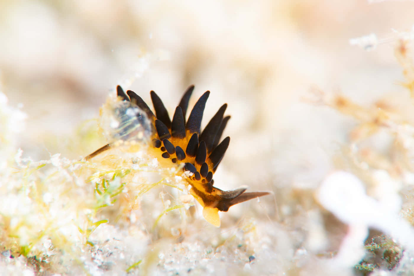 Colorful Sea Slug Macro Background