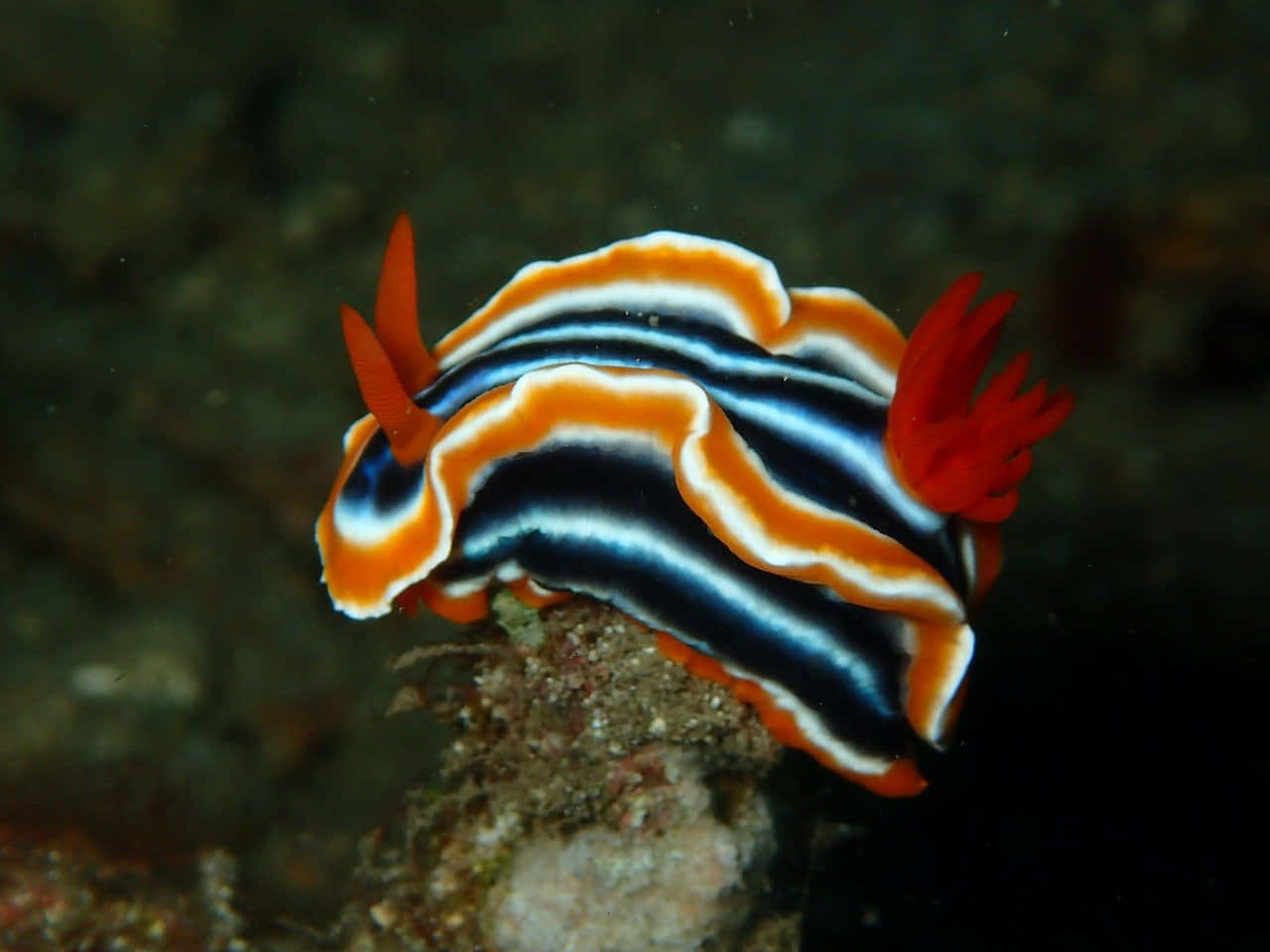 Colorful Sea Slug On Coral Background